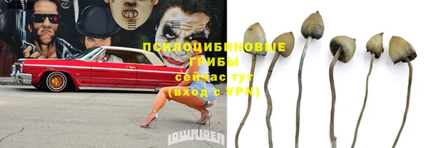 стаф Богданович